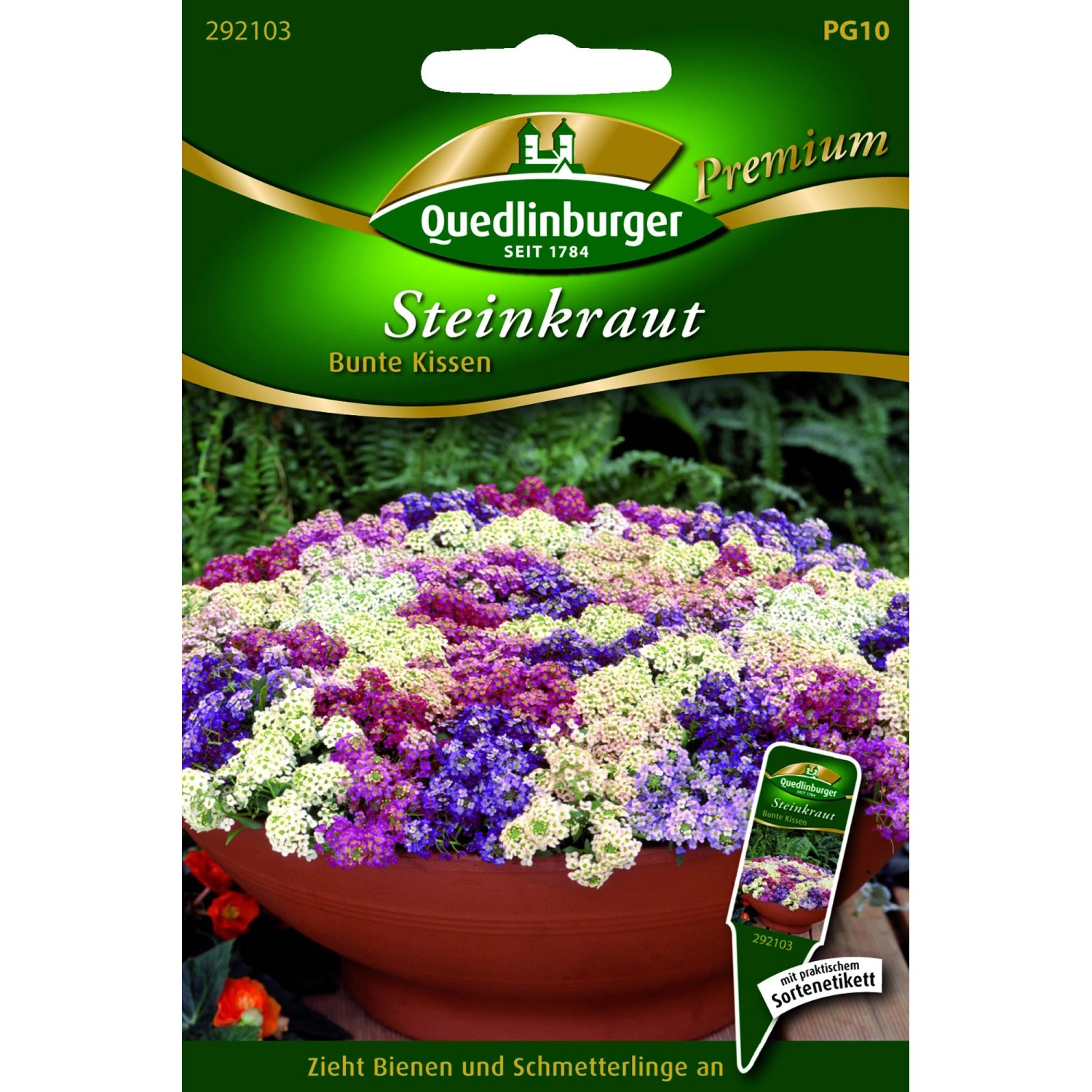 Quedlinburger Steinkraut ''Bunte Kissen''