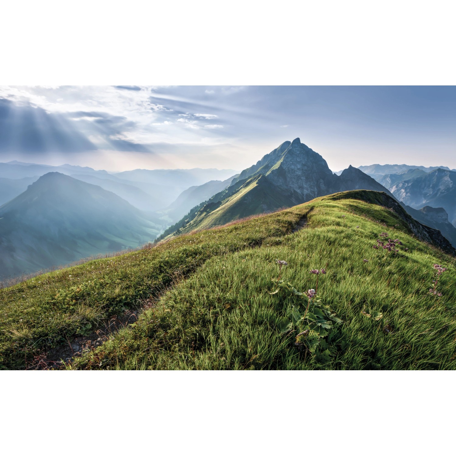 Komar Fototapete Vlies Green Vein 400 x 250 cm