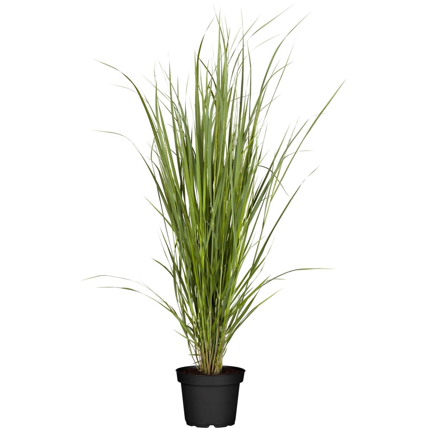 GROW by OBI Garten-Ruten-Hirse North Wind Topf Ø ca. 22 cm Panicum
