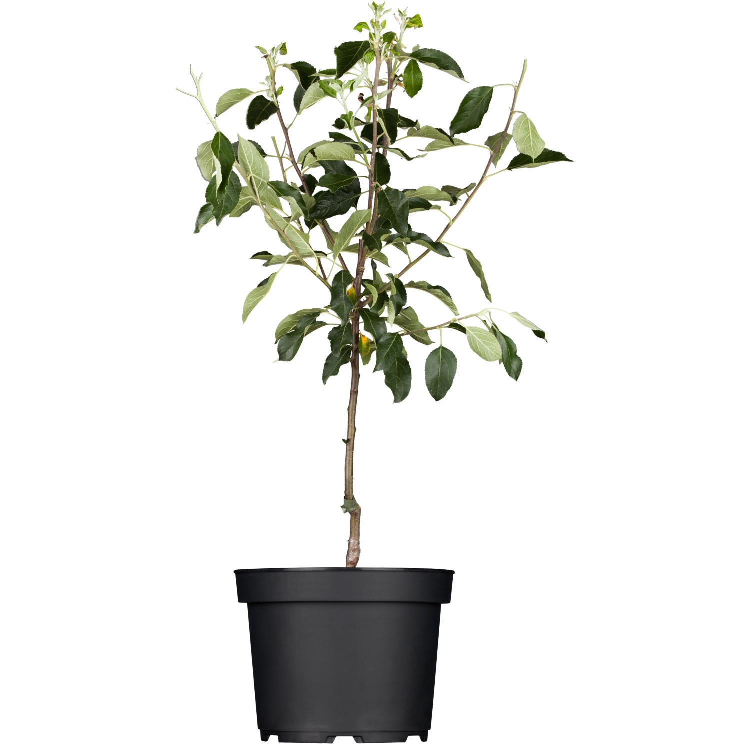 GROW by OBI Bio Apfel Goldparmäne Gelbrot Höhe ca. 120 - 140 cm Topf ca. 7 l