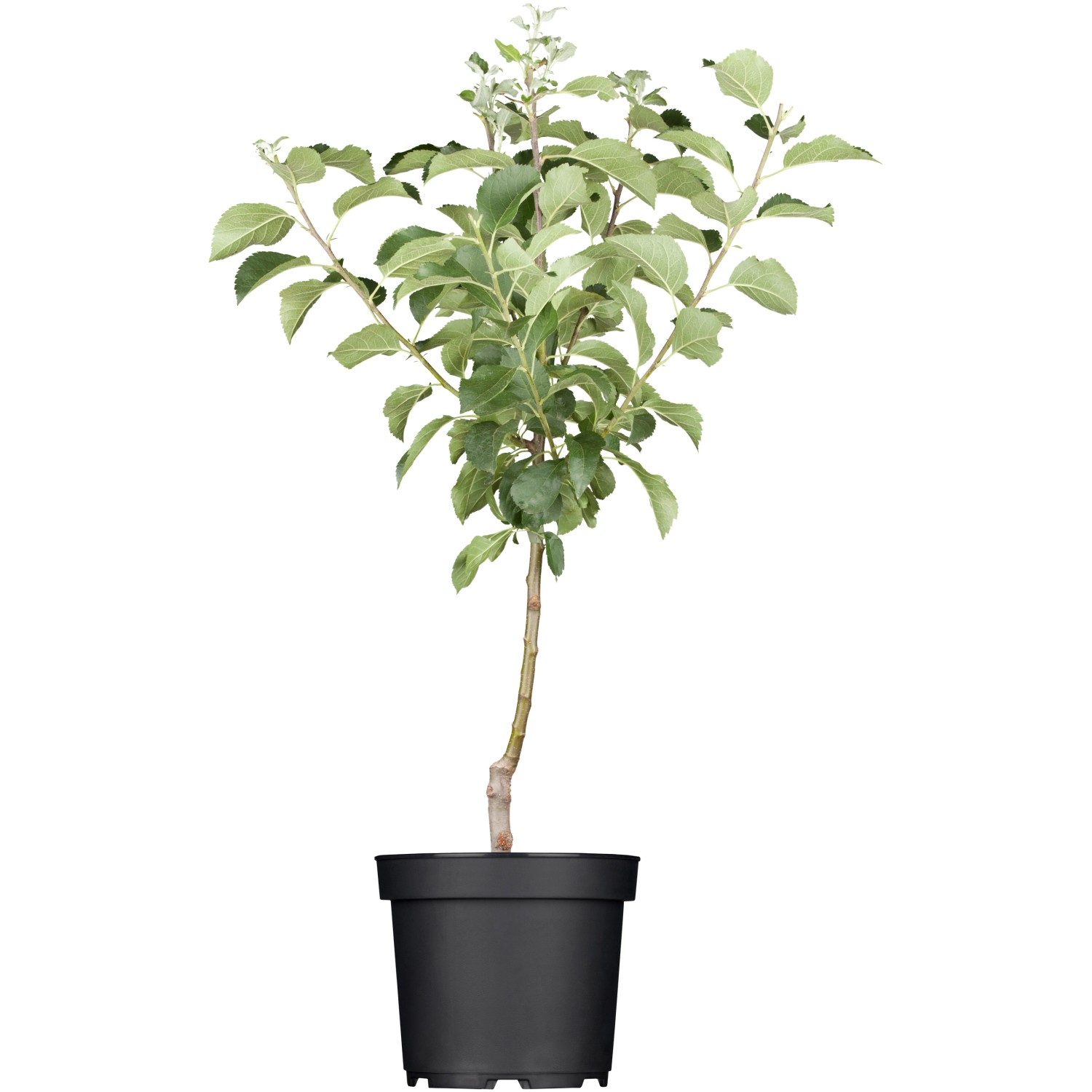GROW by OBI Bio Sommerapfel Weißer Klarapfel Gelb-Grün ca.120-140 cm Topf ca.7l