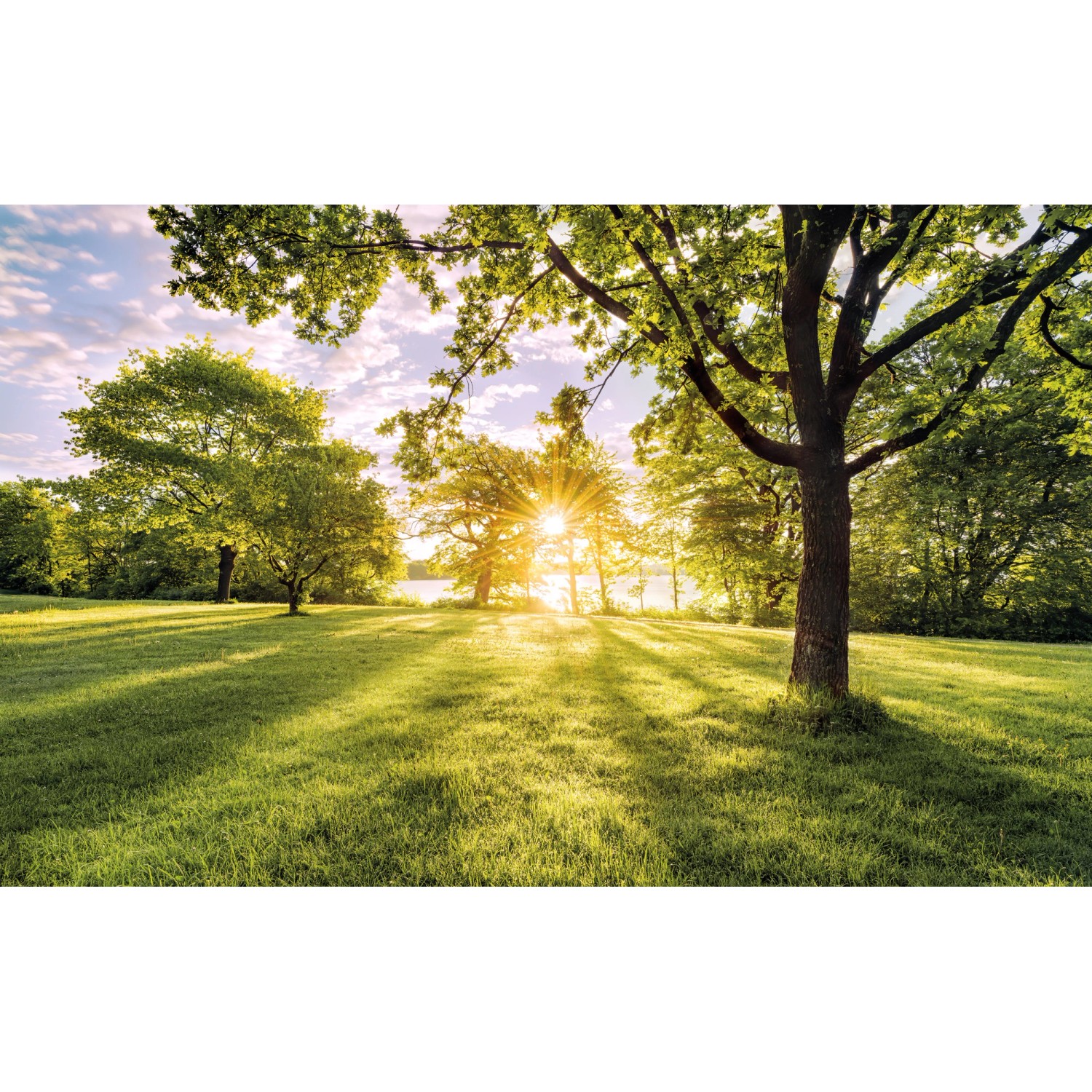 Komar Fototapete Vlies Golden Moment 400 x 250 cm