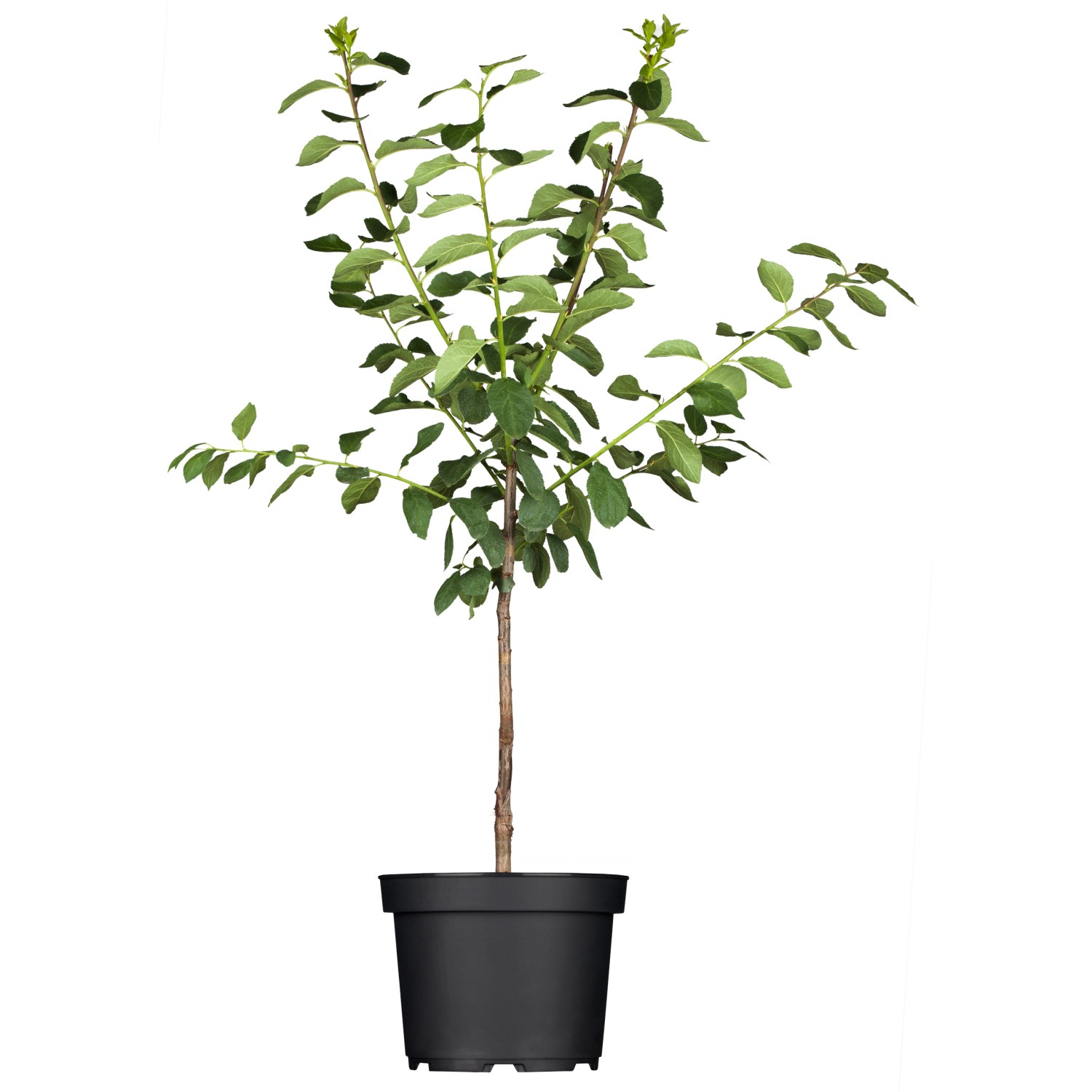 GROW by OBI Bio Aprikose Nancy Orangegelb Höhe ca. 120 - 140 cm Topf ca. 7 l